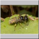 Crossocerus quadrimaculatus - Grabwespe w01 8mm.jpg